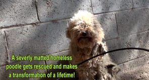 A severely matted poodle gets rescued and then makes a transformation of a lifetime!!!