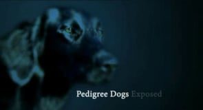 Pedigree Dogs