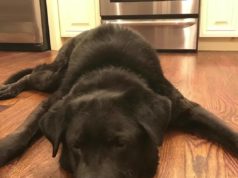 Dog chained outside for 15 years gets new life