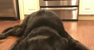 Dog chained outside for 15 years gets new life