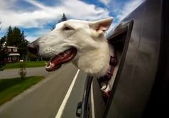 Dogs in cars