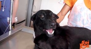 Bob: rescued from the dog meat trade and learning to walk again…