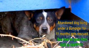 After living under a dumpster for 11 months, this dog gets rescued!!!