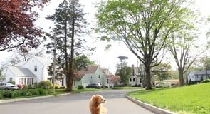 Walking dogs with drones