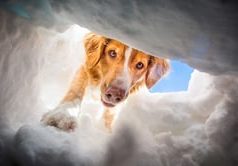 Ski Patrol Dogs
