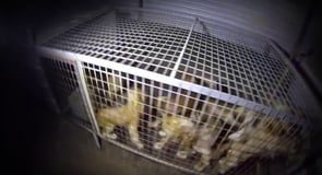 From puppy factory to freedom