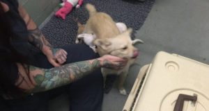 Reunion of momma and puppies at the Marin Humane Society.