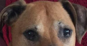 Bruce, My Best Friend