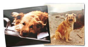 What Our Dogs Teach Us About Aging Old dogs