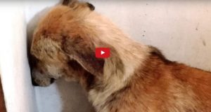 Abused Dog Stares at Wall for Days After Being Rescued abused dog