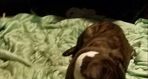 In Loving Memory to My Goonies RIP Love You Forever.