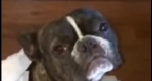 Dog Snitches on the other dog that made a mess with toilet paper