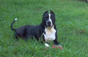 In Loving Memory of Zeus Price