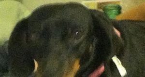 Kisses – My Funny Baby