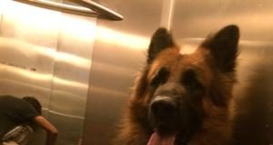 Love You, Phantom Mehta