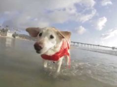 Outward Hound Ripstop Dog Life Jacket
