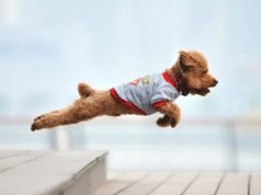 10 Dogs that were heroes of all times