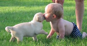 Puppies and Babies