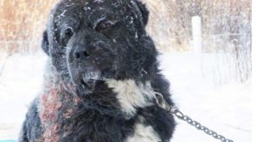 Chained In Freezing Cold – A Dog’s Rescue and Happy Ending