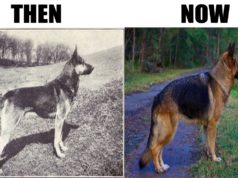 How 100 Years Of Breeding Changed These Popular Dog Breeds