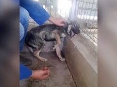 Dog traumatized by abuse is caressed for the first time