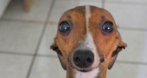 Dogs don’t like to take a bath