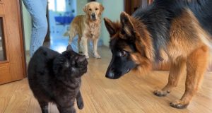 Dogs meet cat for the first time