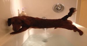 Some Dogs doesn’t like to take a bath