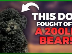 5 Dogs That Died Saving Their Owners Life