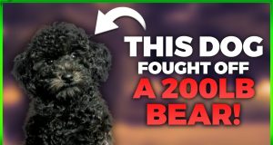 5 Dogs That Died Saving Their Owners Life