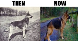 How 100 Years Of Breeding Changed These Popular Dog Breeds