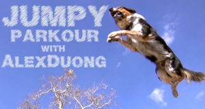 Parkour dog – Amazing Jumping dog