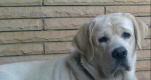 My Baby, My Jaan Ruzo