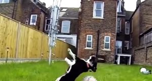 These dogs are not parkour fans like Jumpy.