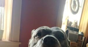 Our Sweet Potato Lucy Pants