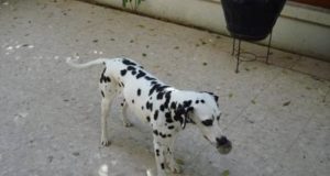 Sally, My Dalmatian