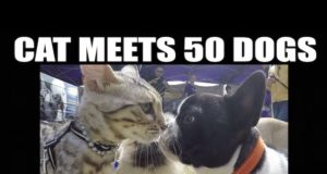 When 50 dogs meet a cat