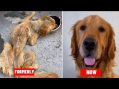This golden retreiver was dying, and rescued