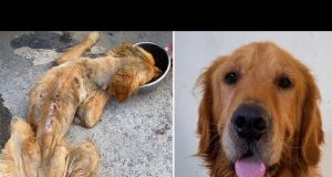 This golden retreiver was dying, and rescued
