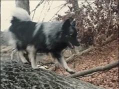 Is it true that dogs can recognize a bad person just by smelling them?