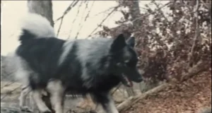 Is it true that dogs can recognize a bad person just by smelling them?