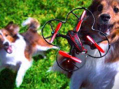 Dog chasing drones