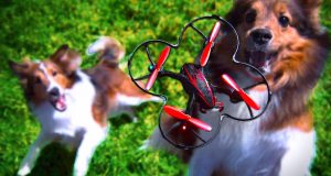 Dog chasing drones